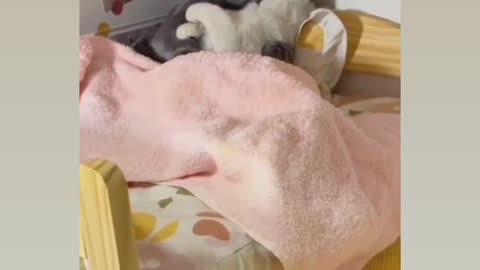 So sweet and cuti cat couple and lover 😍💕💖