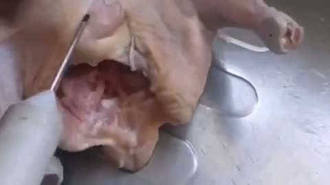So this is what we eat?
