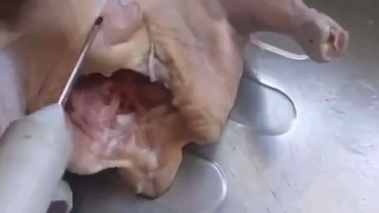 So this is what we eat?
