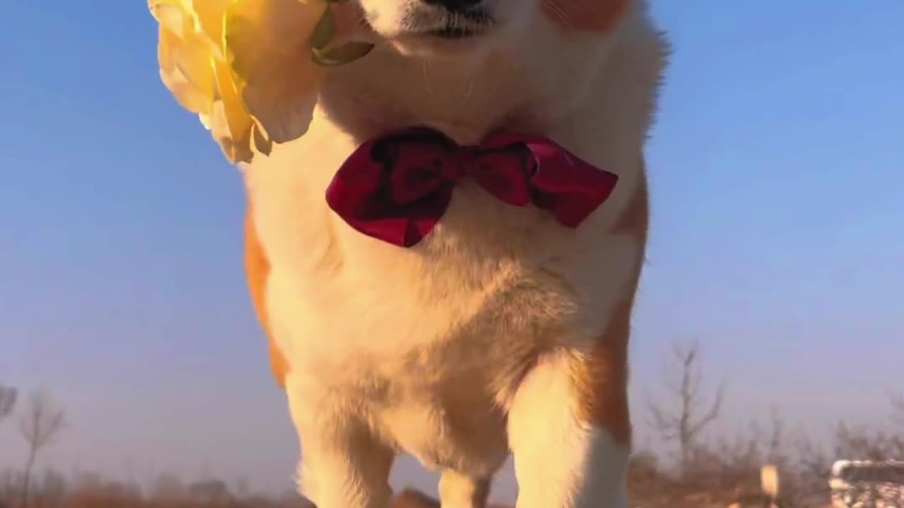 A romantic puppy is coming up to you