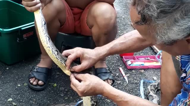 Man Stitches Up Boa's Wound