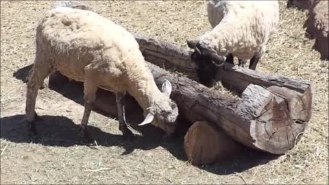 ovejas en el campo