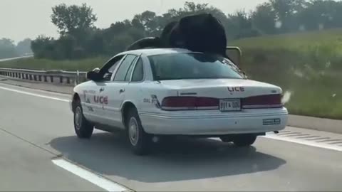 Police pull over man with a bull riding in the passenger’s seat