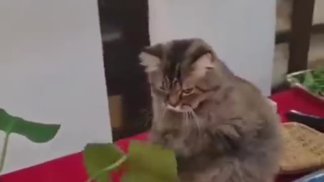 Funny cats 5