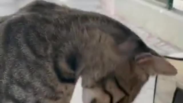 No pet, only pay!