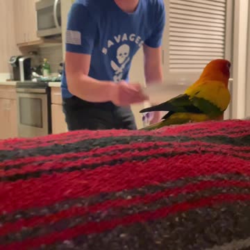 Parrot plays games with dad