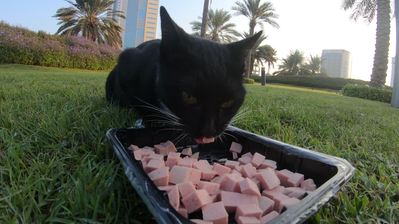 RIHANNA - Homeless cat in Ras Al Khaimah, UAE #cat #cats #Rihanna #foryou #UAE #pets #pet #viral #4u