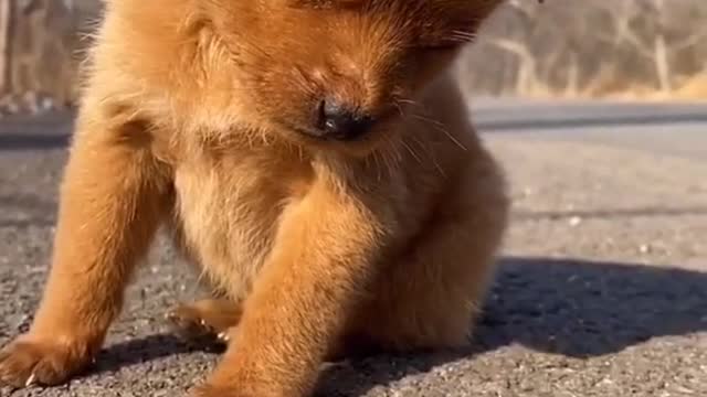 dog funny #shorts 2022 🐕🐕🐕🐕🐕🐕🐕🐕🐕