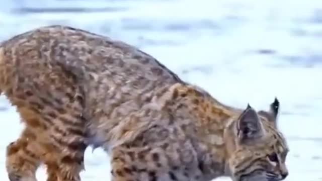 Tiger Pub Jump | Viral Animals Video Clip | Funny Animals YouTube #shorts #video