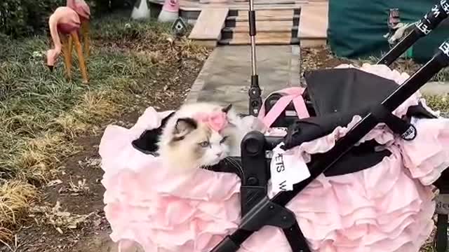 That's why cats are so beautiful