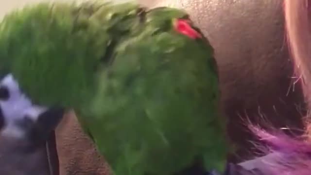 Parrot wants to play peek-a-boo with owner