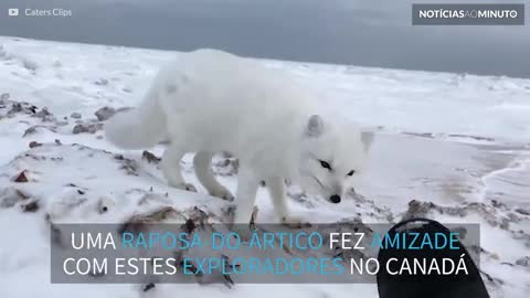 Raposa-do-ártico se aproxima de exploradores no Canadá