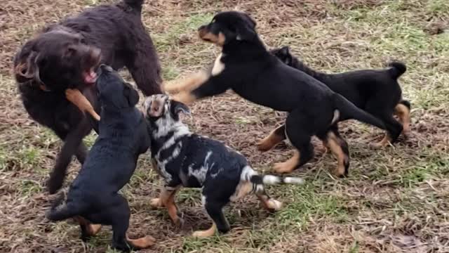 Coco's puppy workout