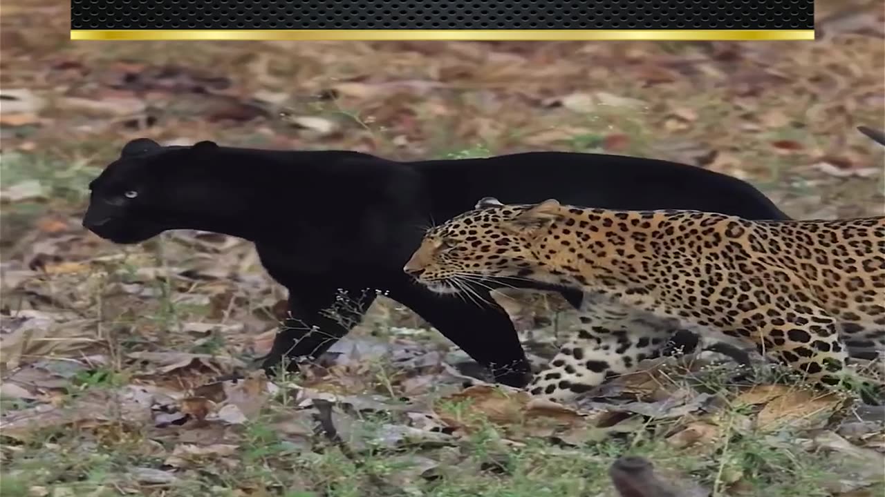 Two attractive leopards in one frame