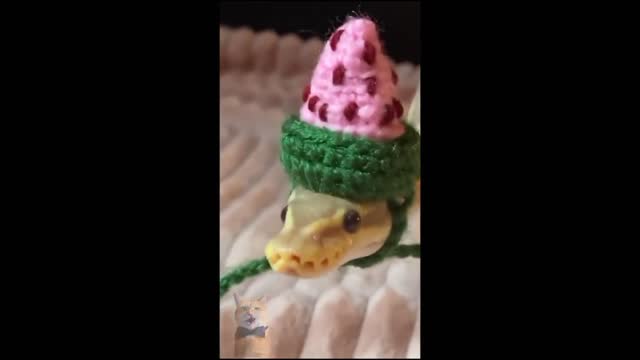 Snakes Can Be So Cute Too - Funny Snake Videos