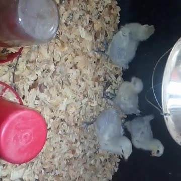 Chicks in a brooder Part 37