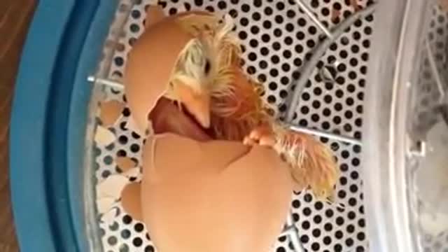 Amazing To Watch Baby Chick Egg Hatching