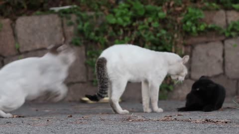 Funny cat fights