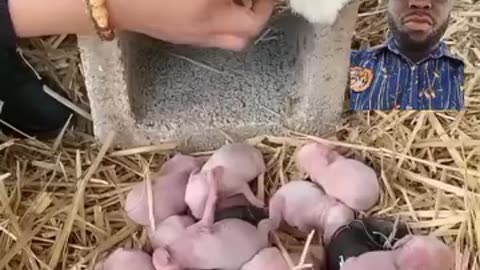 Rabbit giving birth in a right and Good condition