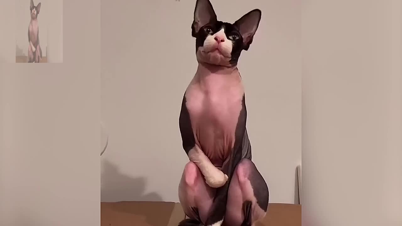 A cat without hair