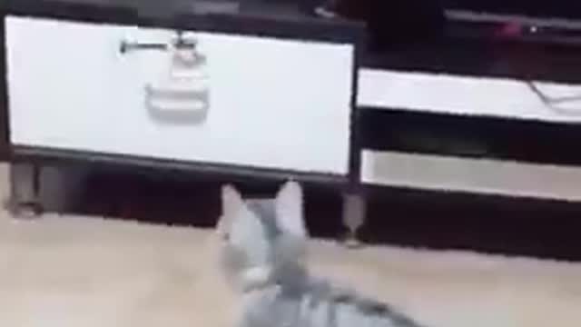 Funny shorts of cat