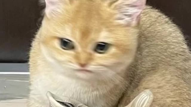 How to Tell When You Have the Smelly Shoes | Funny Cute Cat Video