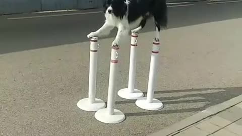 Doggy Shows Perfect Balancing Performance