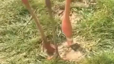 Compilação de animais de estimação fofos e engraçados # 1 - Pets Garden