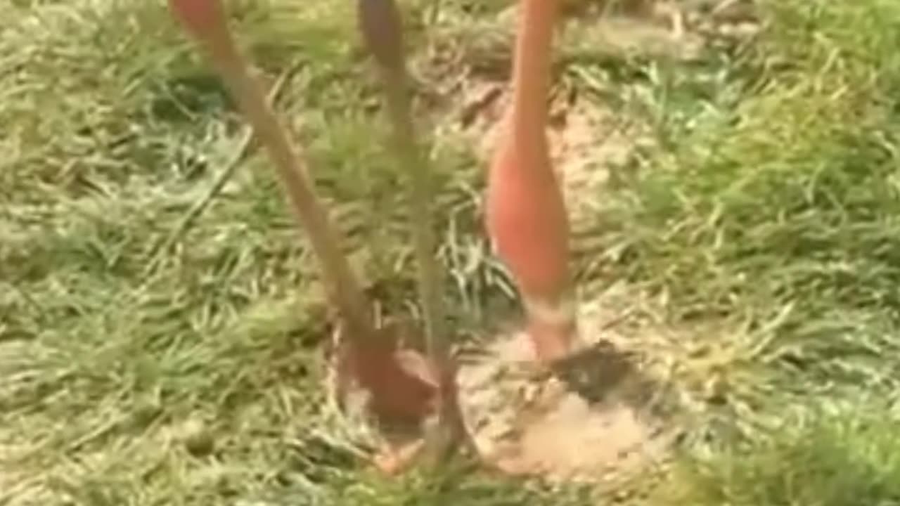 Compilação de animais de estimação fofos e engraçados # 1 - Pets Garden