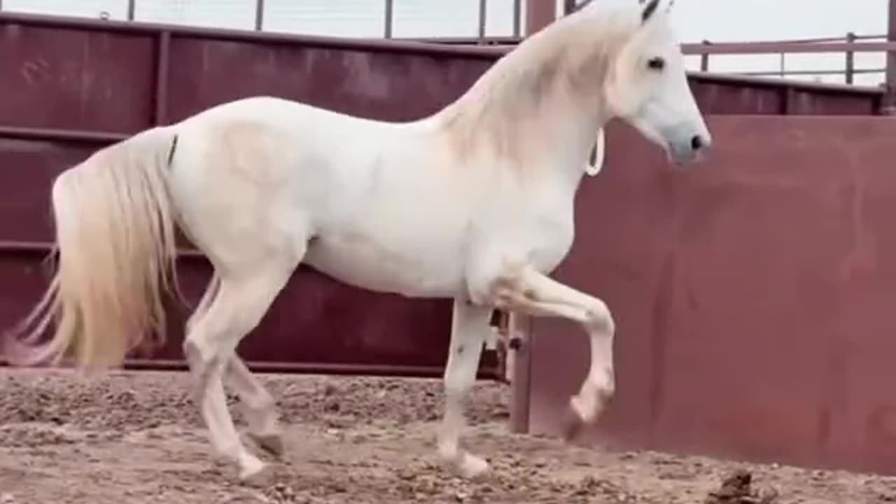 Beautiful horses