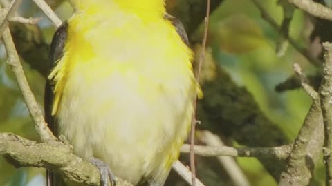 Golden Oriole bird singing