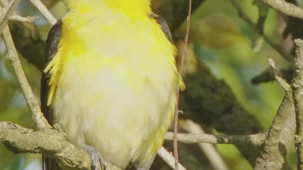 Golden Oriole bird singing