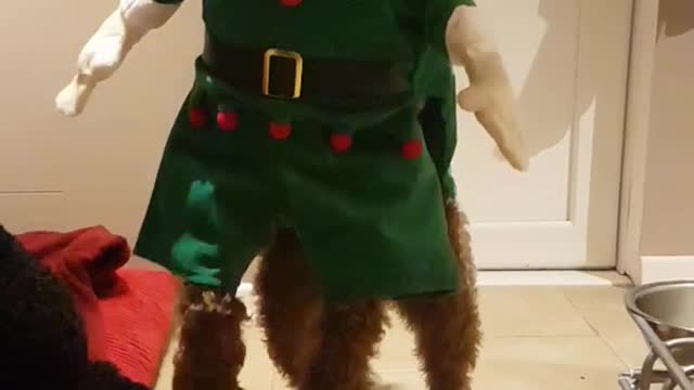 Brown dog in a elf costume