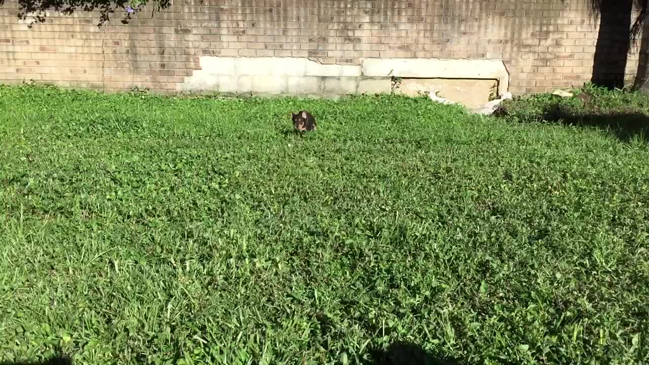 Adorable Bouncing Rescue Puppies Run In Excitement