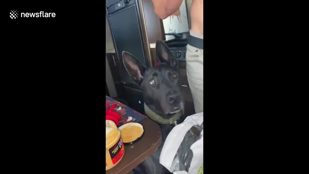 Guy teases dog with cheese chip and holds it in front of its face