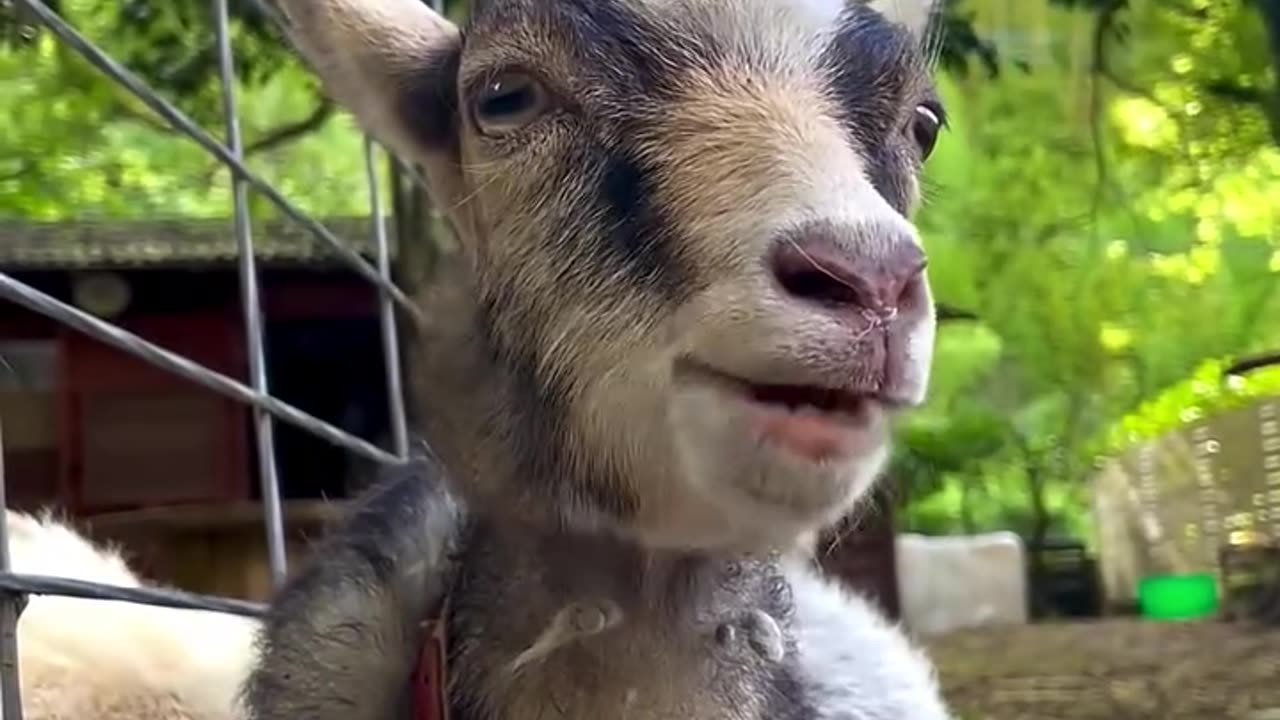 Funny GOAT