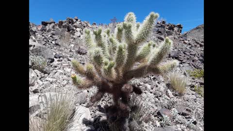 Belleza en el desierto