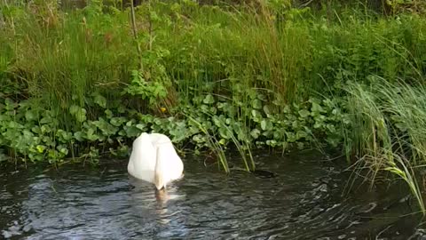 Savage Swan Devours Duckling