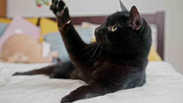 A Cat On The Bed