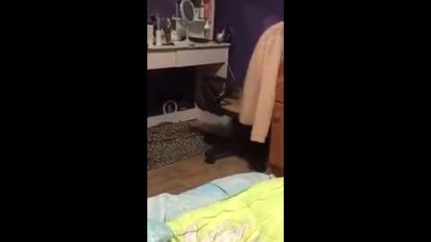Kets struggle climbing on chair