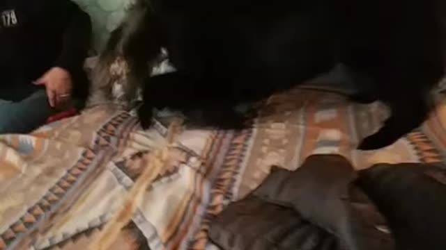 Monkeys jumping on the bed