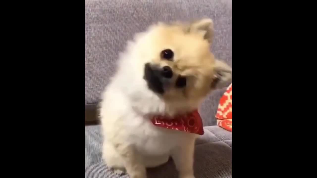 Cute and funny animals Megga Videos