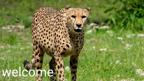 Animal named cheetah Back to back video to gather knowledge