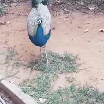 🦚 💗 🍀 Peacock 🍀 💗 🦚 मोर طاووس 🦚 one of the most beautiful birds by ani male