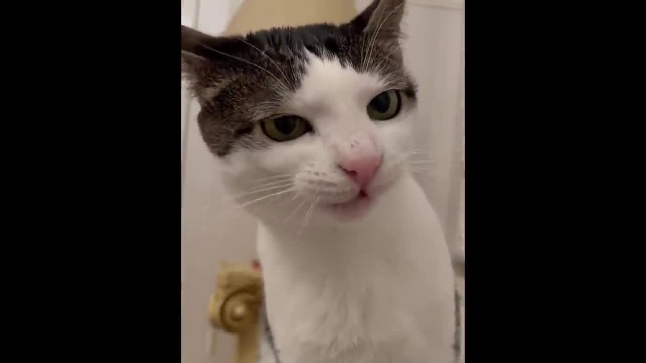 The Cat Who Exhausted to Eat
