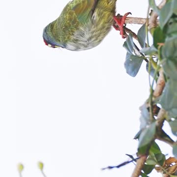 Bird dancing in the tree