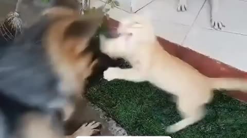 funny cats