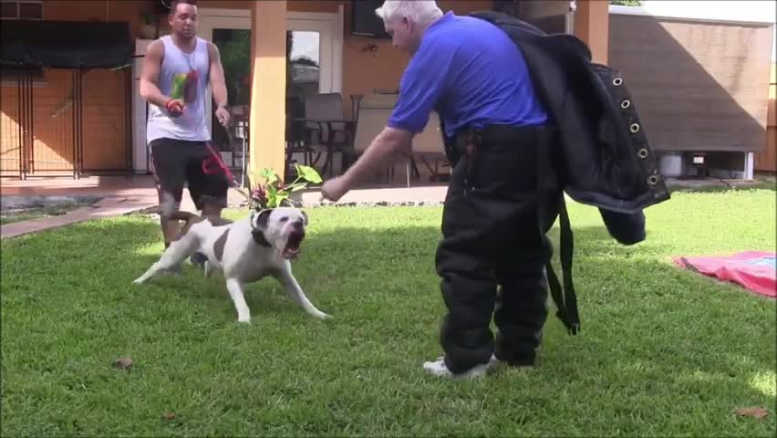 How To Make Dog Become Fully Aggressive With Few Simple Steps