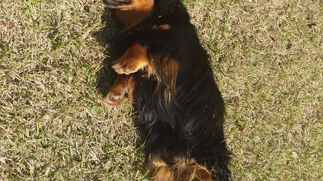 a cute puppy rolling on the lawn