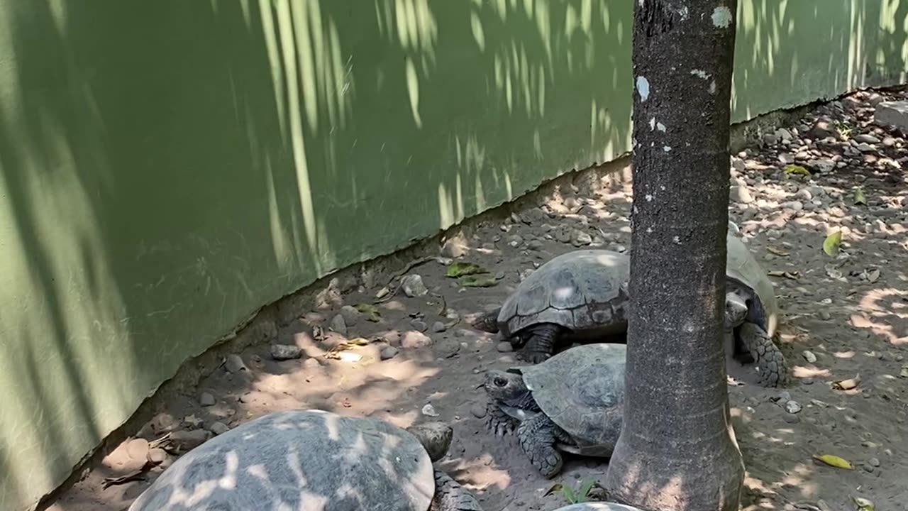 Tortoises Bob Their Heads at Each Other